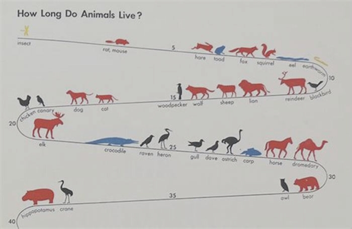 What animal has the easiest life?