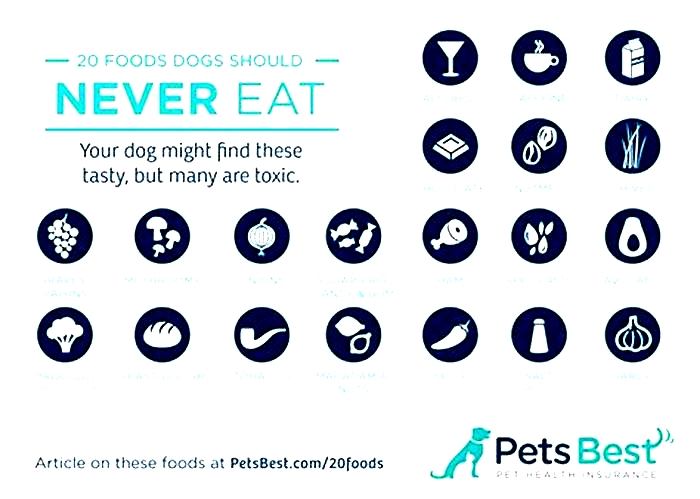 What foods dogs can not eat?