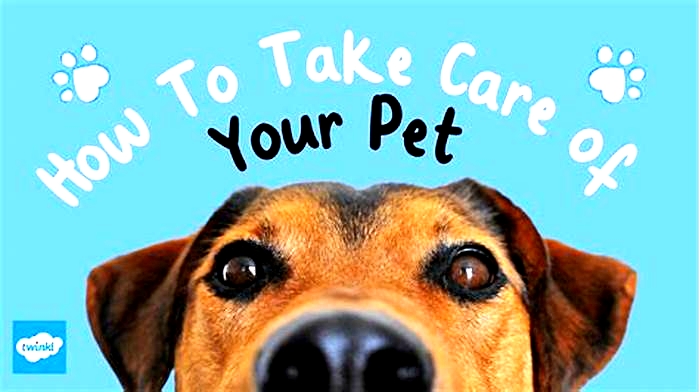 Why do you take care of your pet?